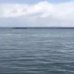 [日本海水産] 富山湾と七尾湾に面した筏で爆釣体験 [筏釣り]